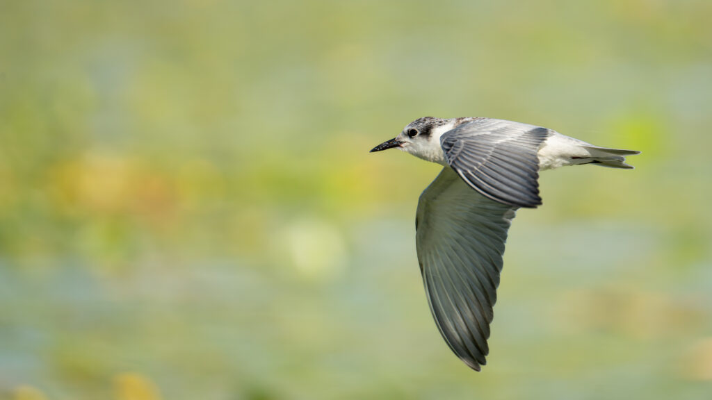 Birdwatching in Lake Skadar