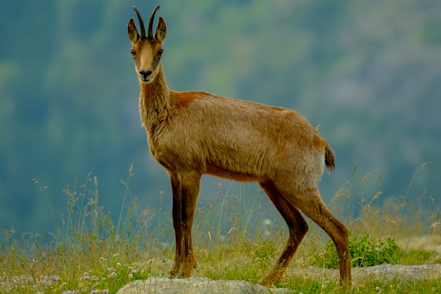 Wildlife spotting in Lovcen National Park is one of the top things to do in Montenegro for nature travellers