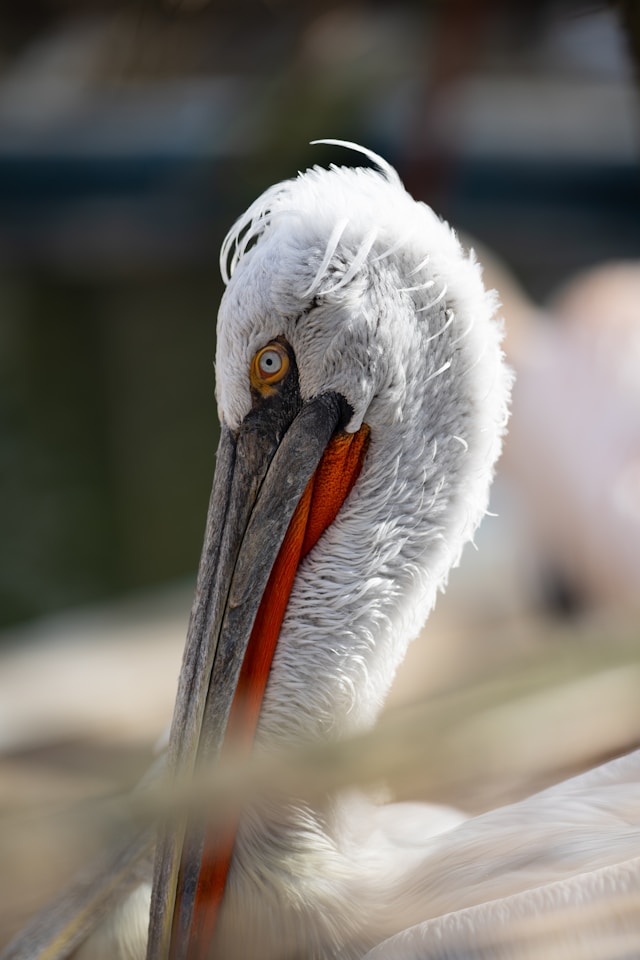 Dalmatian Pelican - one of the many bird species you can find in Lake Skadar